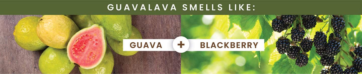 Hemp Seed Shower Gel, Guavalava Scent | Shop Earthly Body