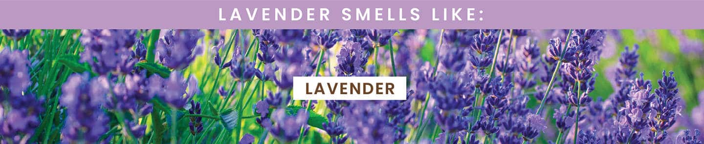 Hemp Seed Shower Gel Lavender Scent | Shop Earthly Body