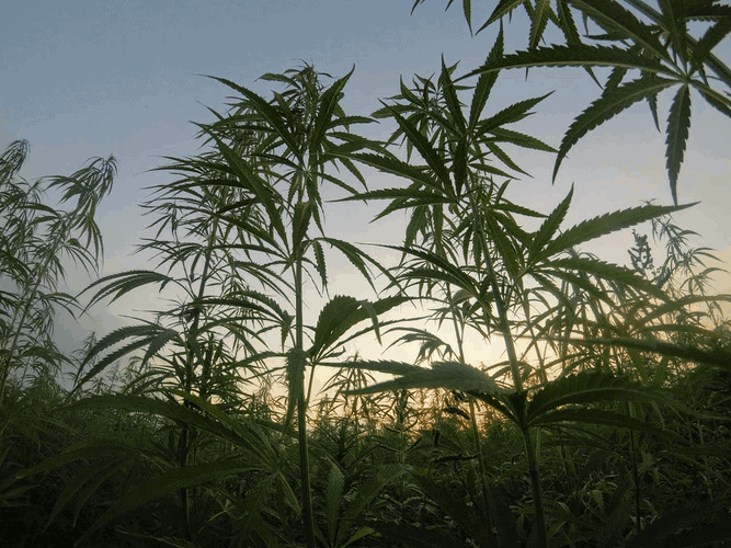 A Cannabis Field