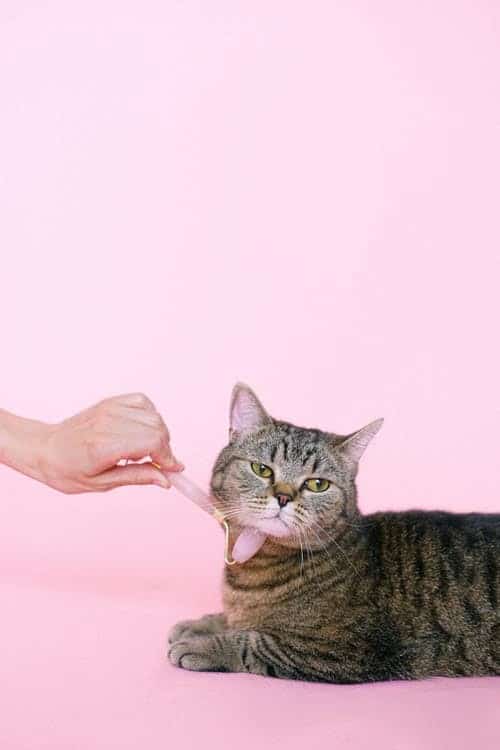 Cat getting a face massage